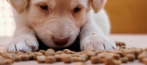 chien